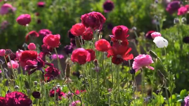 Fioletowy Perski Jaskier Kwiat Ranunculus Azjatycki — Wideo stockowe