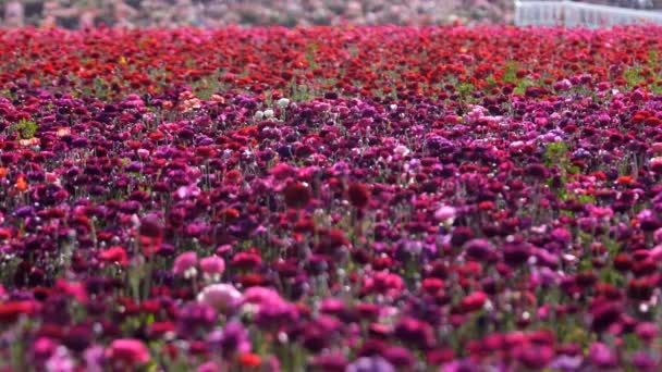 Paars Rood Perzische Boterbloem Veld Ranunculus Aziatische — Stockvideo