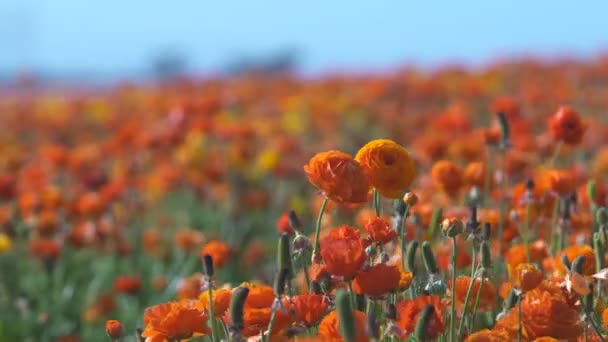 Close Laranja Persa Buttercup Flores Ranúnculo Asiático — Vídeo de Stock