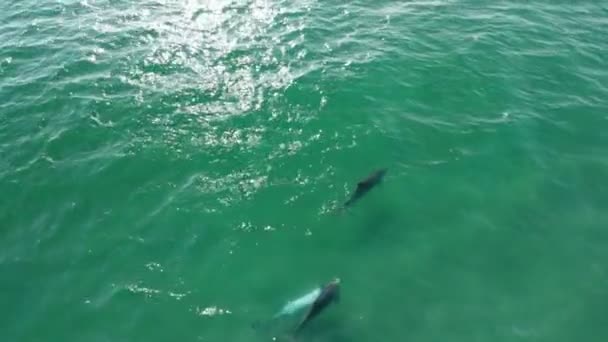 在美国加利福尼亚海域游泳的3只海豚的空中射击 — 图库视频影像