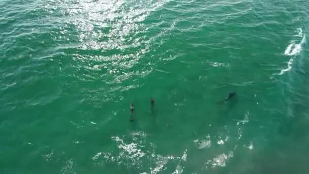 Tiro Aéreo Golfinhos Nadando Oceano Califórnia Eua — Vídeo de Stock