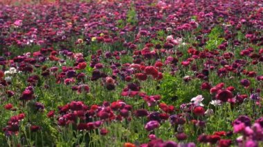 Mor İran Çiçek Tarlası Ranunculus Asyalı