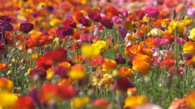 Renkli İran Çiçeği Çiçek Tarlası Ranunculus Asyalı