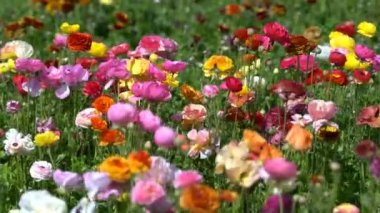 Renkli İran Çiçeği Çiçek Tarlası Ranunculus Asyalı
