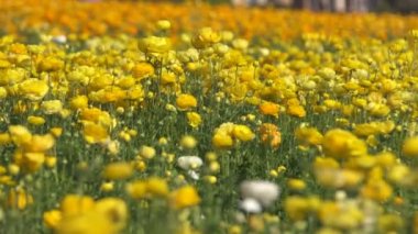 Sarı İran Çiçek Tarlası Ranunculus Asyalı