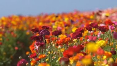 Renkli İran Çiçeği Çiçek Tarlası Ranunculus Asyalı