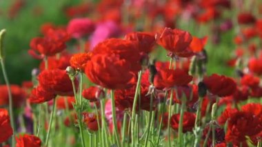 Kırmızı İran Düğünçiçeği Ranunculus Asya 'ya yakın çekim