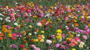 Renkli İran Çiçeği Çiçek Tarlası Ranunculus Asyalı