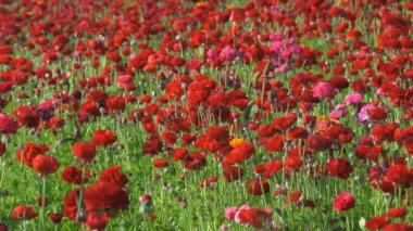 Kırmızı İran Çiçek Tarlası Ranunculus Asyalı