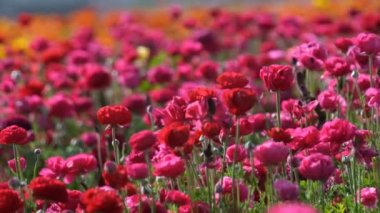 Kırmızımsı Pembe İran Düğünçiçeği Ranunculus Asyalı
