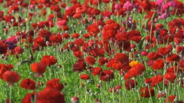 Kırmızı İran Çiçek Tarlası Ranunculus Asyalı
