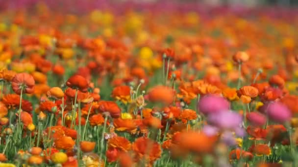 페르시아 Ranunculus Asiatic Soft Focus Out Orange — 비디오