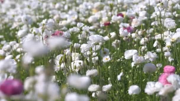 Biały Perski Jaskier Kwiat Pole Ranunculus Azjatycki — Wideo stockowe