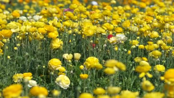 Žlutý Perský Máslový Květinový Pole Ranunculus Asijský — Stock video