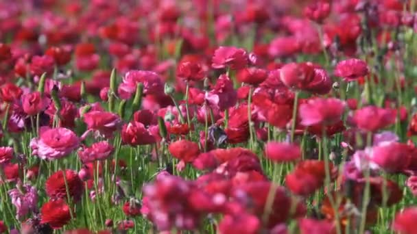 Reddish Pink Persian Buttercup Flower Ranunculus Asiatic — 비디오