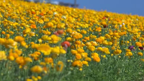 Yellow Orange Persian Buttercup Flower Field Ranunculus Asiatic — Stock Video