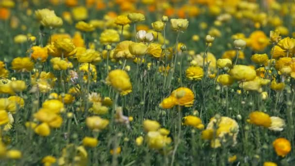 Жовтий Перський Кубок Квітів Ranunculus Asiatic — стокове відео