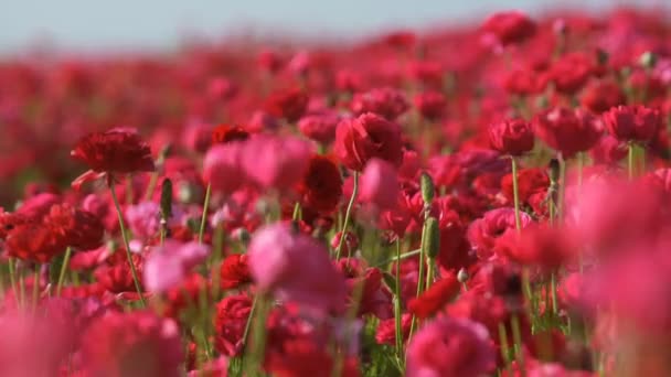 Czerwonawy Różowy Perski Jaskier Kwiat Ranunculus Azjatycki — Wideo stockowe