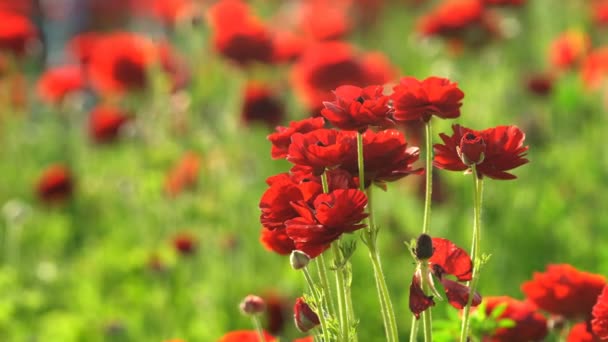 Närbild Röda Persiska Smörblomma Ranunculus Asiatiska — Stockvideo
