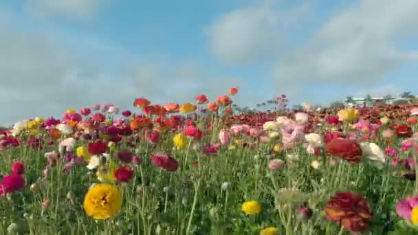 Axis Gimbal Stabilizer Shot Colorful Persian Buttercup Flower Field Ranunculus Stock Footage