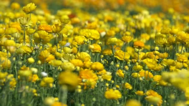 Жовтий Перський Кубок Квітів Ranunculus Asiatic — стокове відео