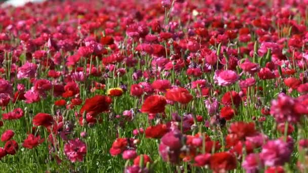 Czerwonawy Różowy Perski Jaskier Kwiat Ranunculus Azjatycki — Wideo stockowe