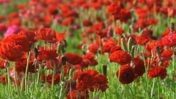 Крупный План Красно Персидского Цветка Лютика Ranunculus Asiatic — стоковое видео