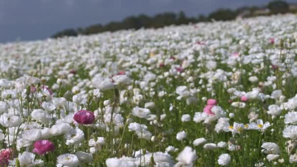 Персидский Кубок Выращиванию Цветов Ranunculus Asiatic Soft Focus Out White — стоковое видео
