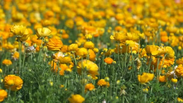 Gul Apelsin Persisk Smörblomma Blomma Fält Ranunculus Asiatiska — Stockvideo