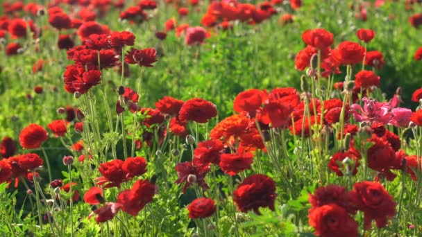 Красно Персидский Цветок Лютик Ранункул Азиатский — стоковое видео