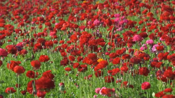 Красно Персидский Цветок Лютик Ранункул Азиатский — стоковое видео