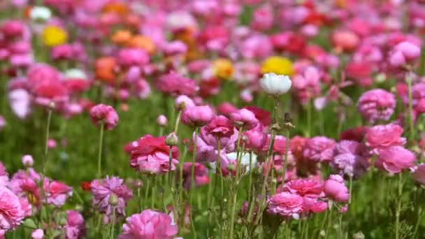 Розовый Персидский Цветок Ranunculus Asiatic — стоковое видео