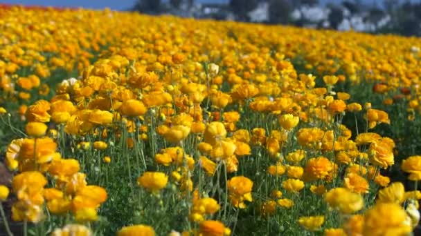 Желто Оранжевый Персидский Кубок Цветочному Полю Ranunculus Asiatic — стоковое видео