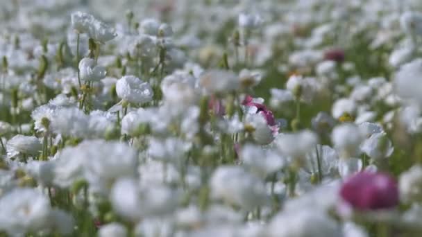 Персидский Кубок Выращиванию Цветов Ranunculus Asiatic Soft Focus Out White — стоковое видео