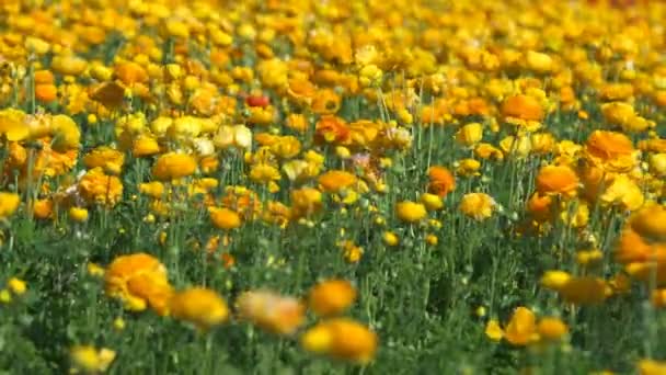 Żółty Pomarańczowy Perski Jaskier Kwiat Pole Ranunculus Azjatycki — Wideo stockowe