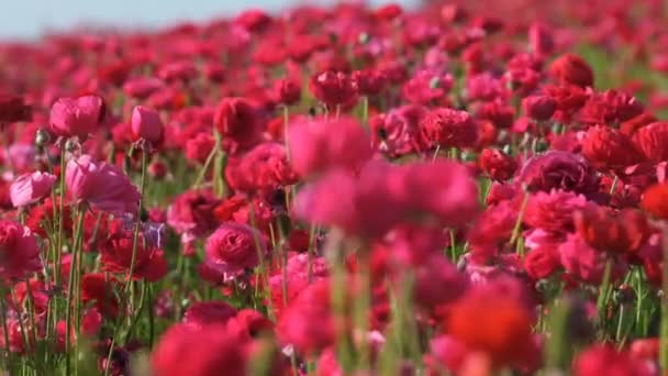 Pérsico Buttercup Flower Field Ranunculus Asiático Soft Focus Out Rosa — Vídeo de stock