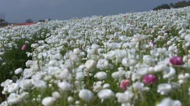 Белый Персидский Цветок Лютик Ранункул Азиатский — стоковое видео