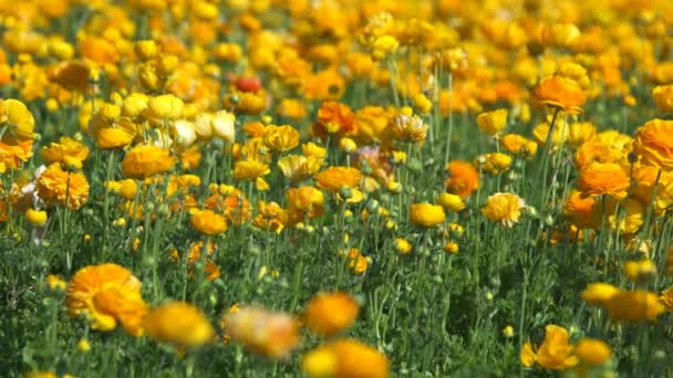 黄色オレンジ色ペルシアバターカップの花のフィールド ランクラスアジア — ストック動画