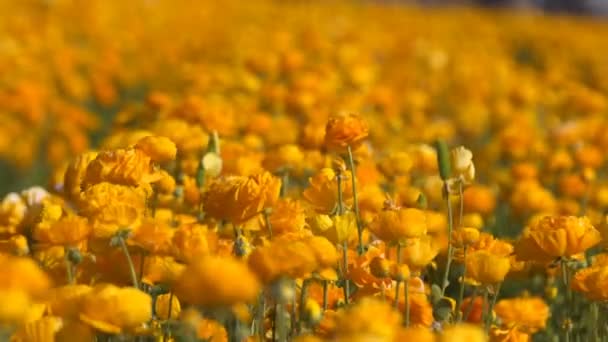 페르시아 Ranunculus Asiatic Soft Focus Out Yellow Orange — 비디오