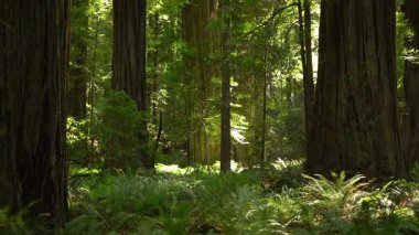 Giants Rockefeller kavşağından Redwood Yağmur Ormanları Bulvarı Humboldt California ABD