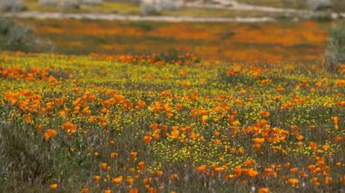 Antilop Vadisi Poppy Reserve ABD 'de Kaliforniya Yabani Çiçekleri Süper Açtı