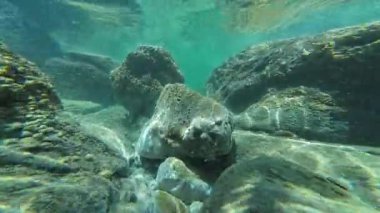 Subtidal Habitat Palos Deniz Bölgesine Karşı Kaliforniya Sahili ABD Sualtı Okyanusu