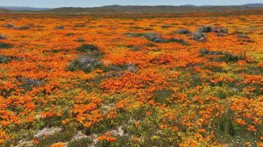 Antilop Vadisi Kaliforniya Poppy Reserve Süper Bloom Dolly Back, Lancaster California ABD 'de Yavaş