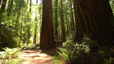 Sunlight in Redwood Avenue of the Giants Rockefeller Loop Humboldt California USA