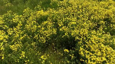 Goldfields Carrizo Ovası Havadan Vurulan Dolly California ABD