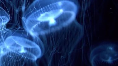 Denizanası Kristal Denizanası Mavi Işığın Altında Yüzüyor Aequorea Victoria 'nın Aşırı Kapanışı