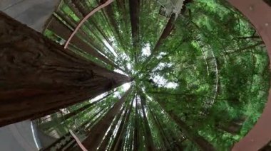 Redwood Orman Askısı Köprüsü 360 Derece Fisheye 04 California ABD