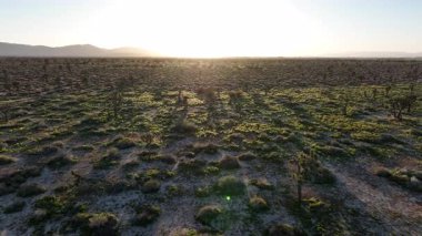 Mojave Çölü 'nde Günbatımı Joshua Trees Palmdale' de Kaliforniya 'da çekildi.
