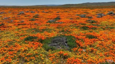 Antilop Vadisi Kaliforniya Poppy Süper Çiçeği 2023 Dolly L Yavaş Lancaster California ABD