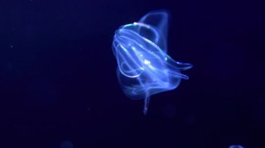 Biyolüminesans Denizanası Mavi Işığın Altında Tarama Denizanası Mnemiopsis Leidyi 'nin Aşırı Kapanışı